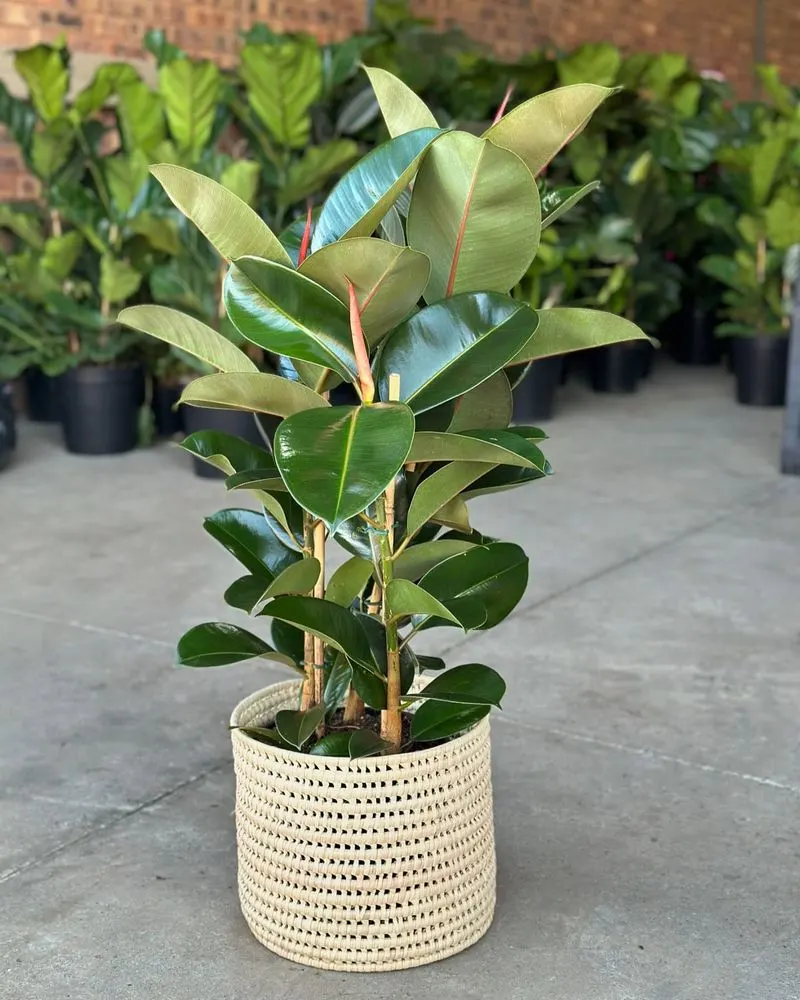 Rubber Plant