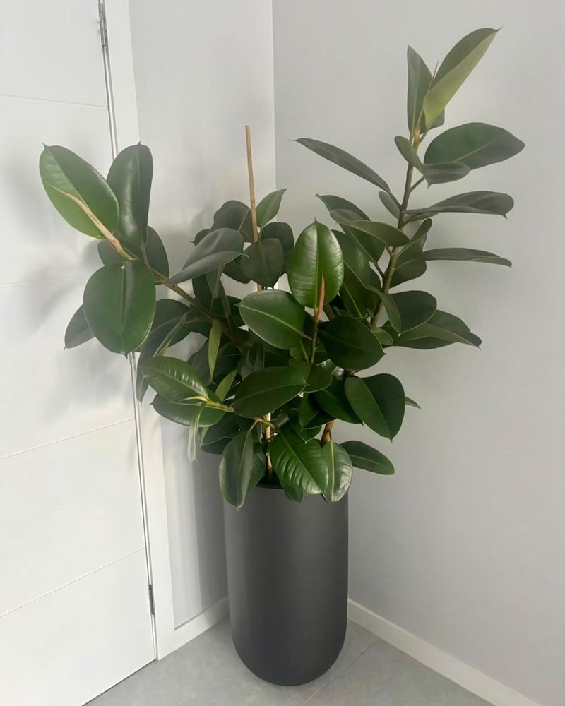 Rubber Plant
