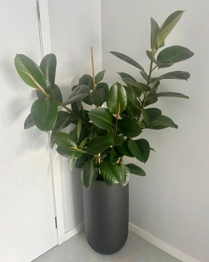 Rubber Plant