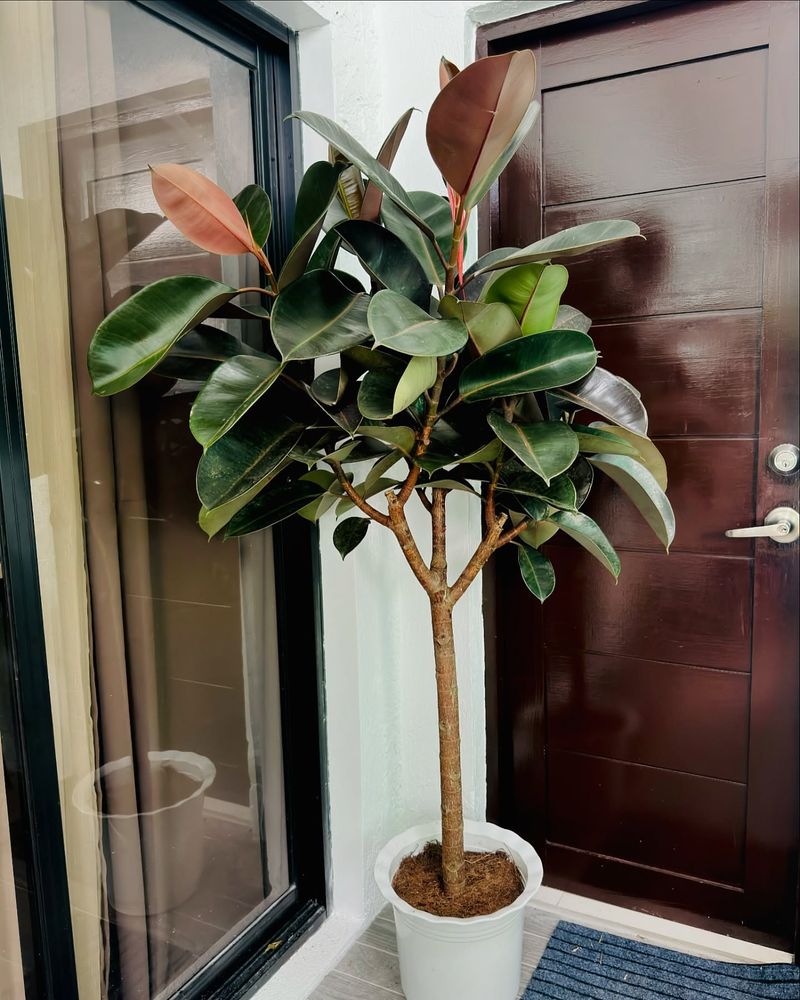 Rubber Plant