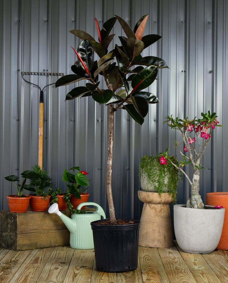 Rubber Plant