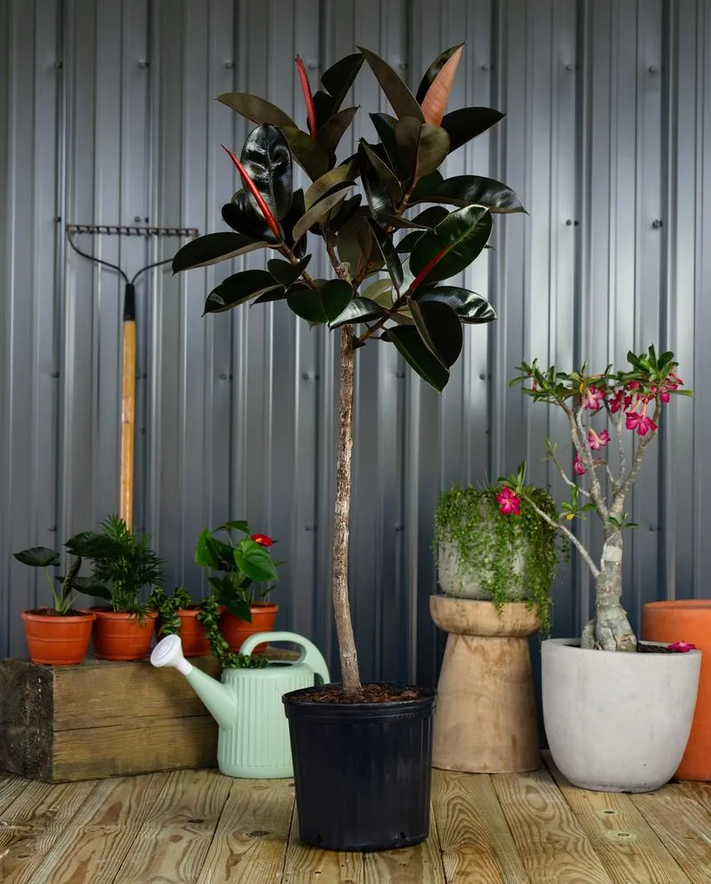Rubber Plant
