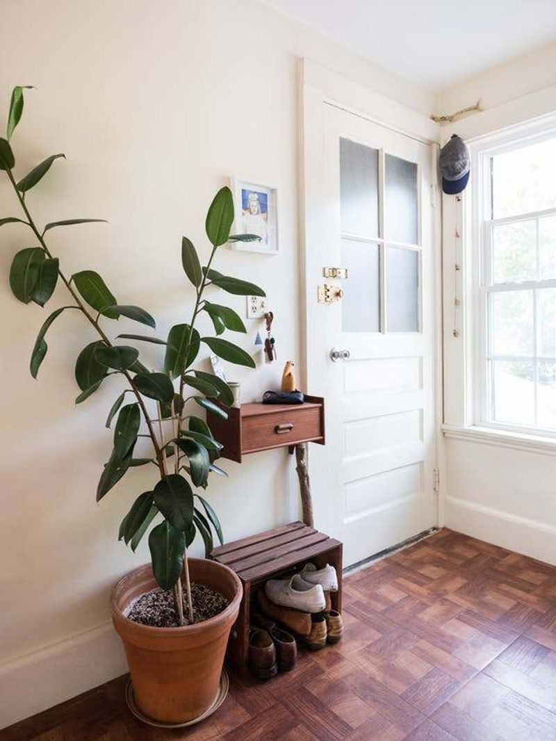 Rubber Plant