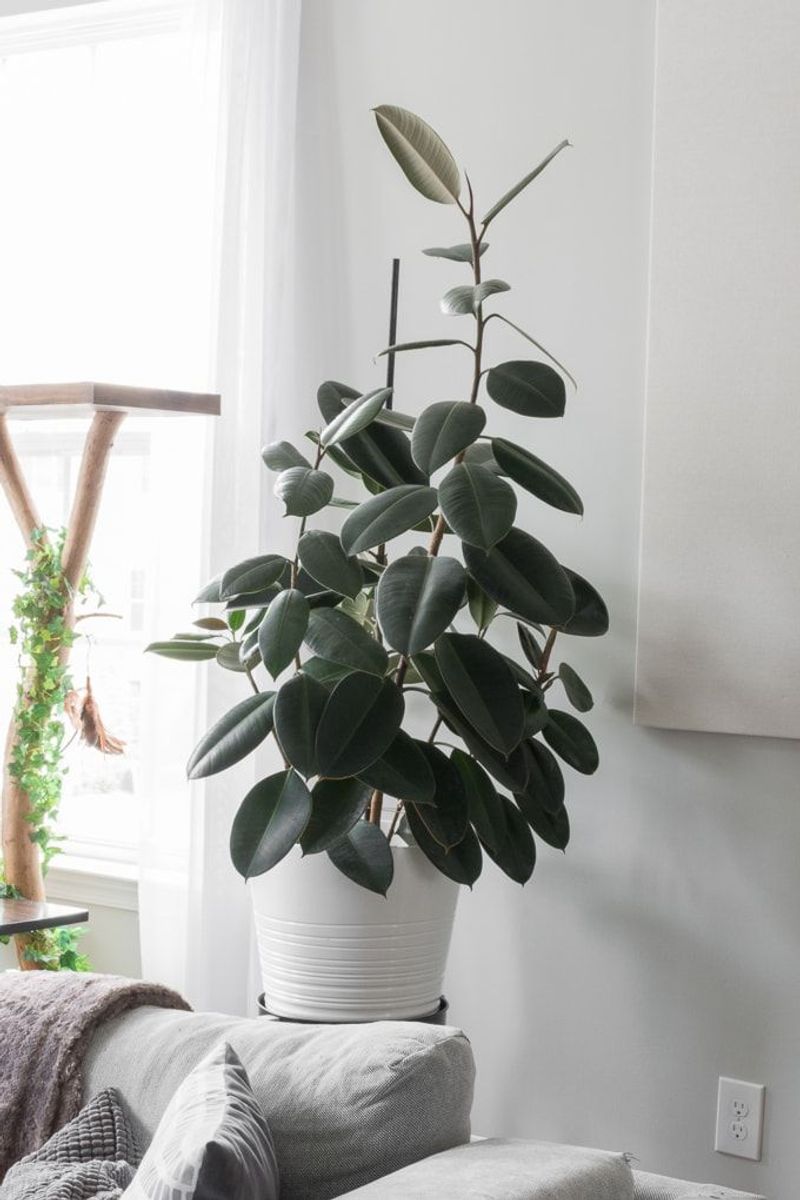 Rubber Plant
