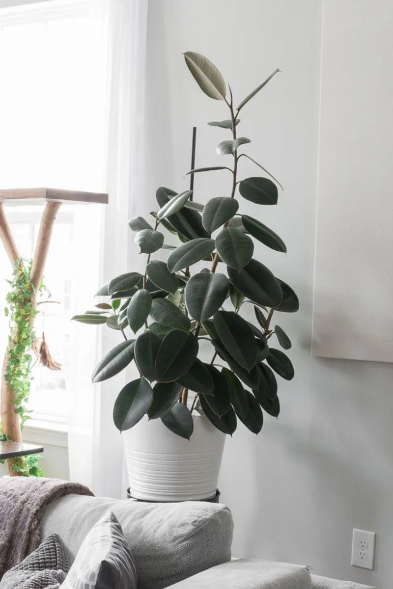 Rubber Plant