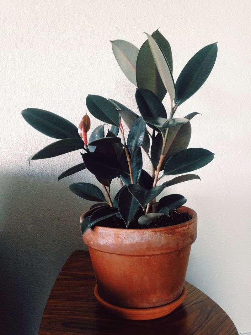 Rubber Plant