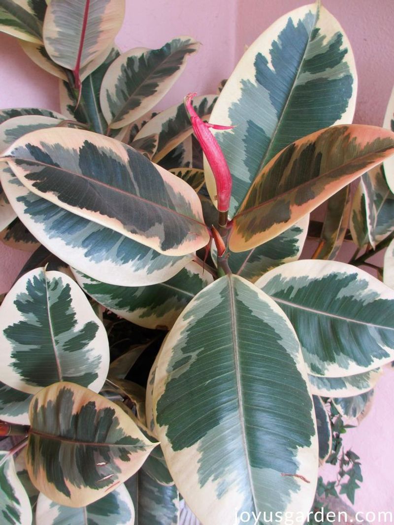 Rubber Plant