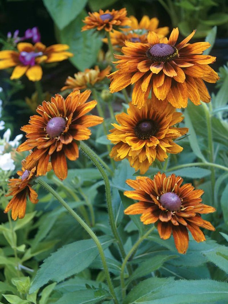 Rudbeckia