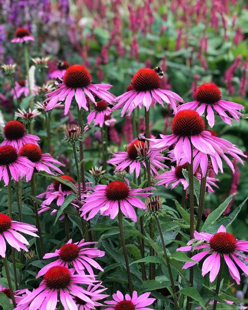 Rudbeckia