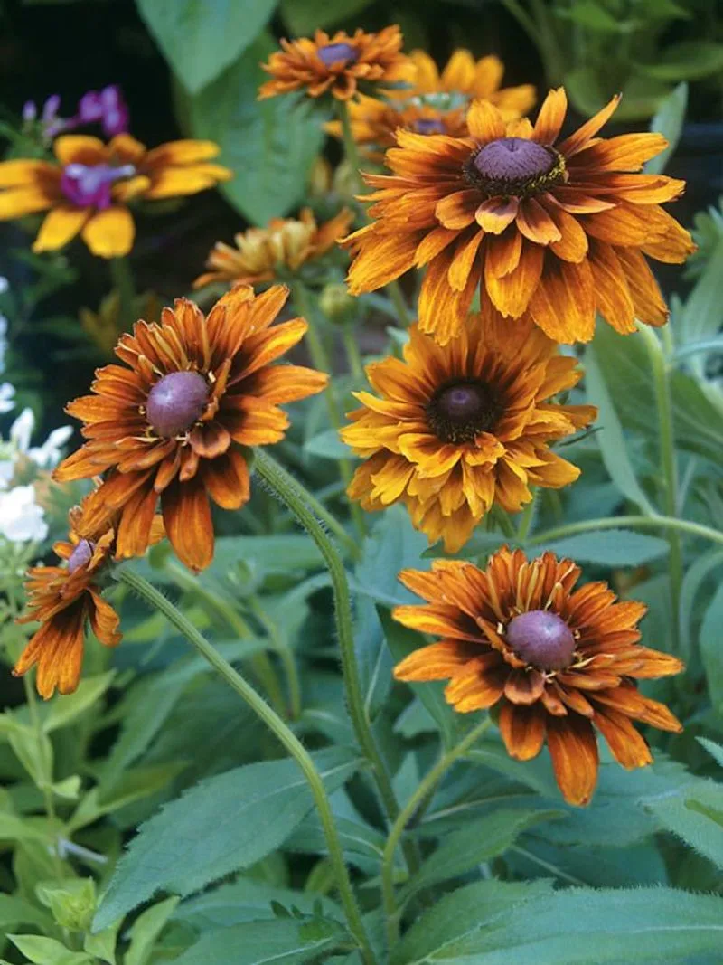 Rudbeckia