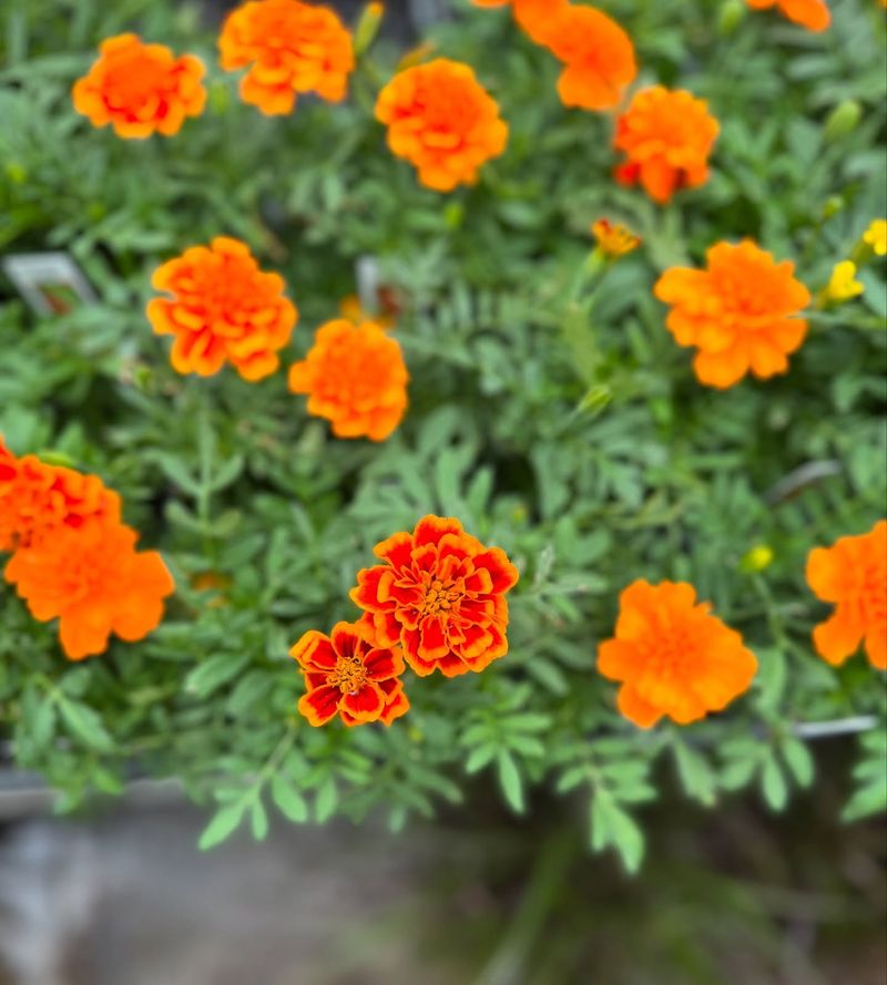 Marigolds