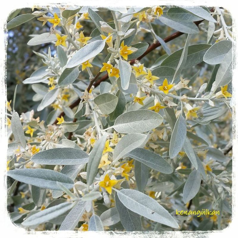 Russian Olive