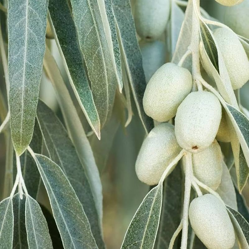 Russian Olive (Elaeagnus angustifolia)