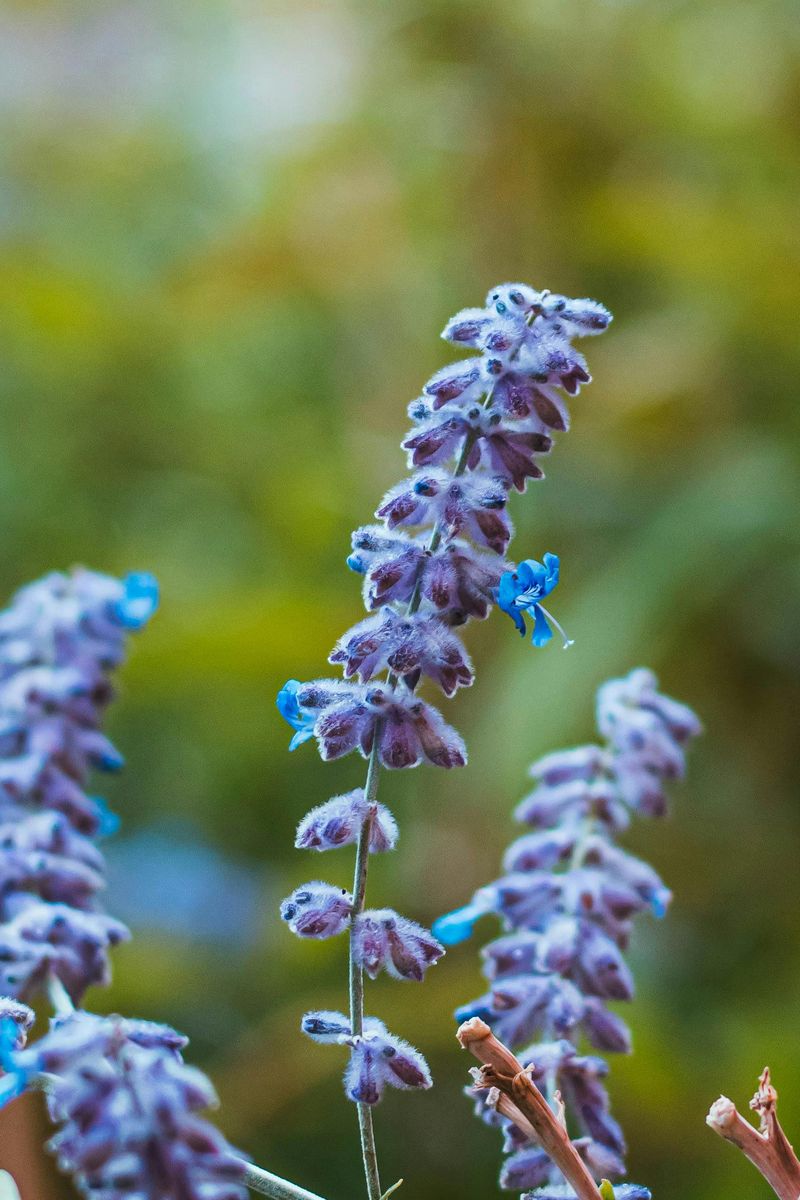 Russian Sage