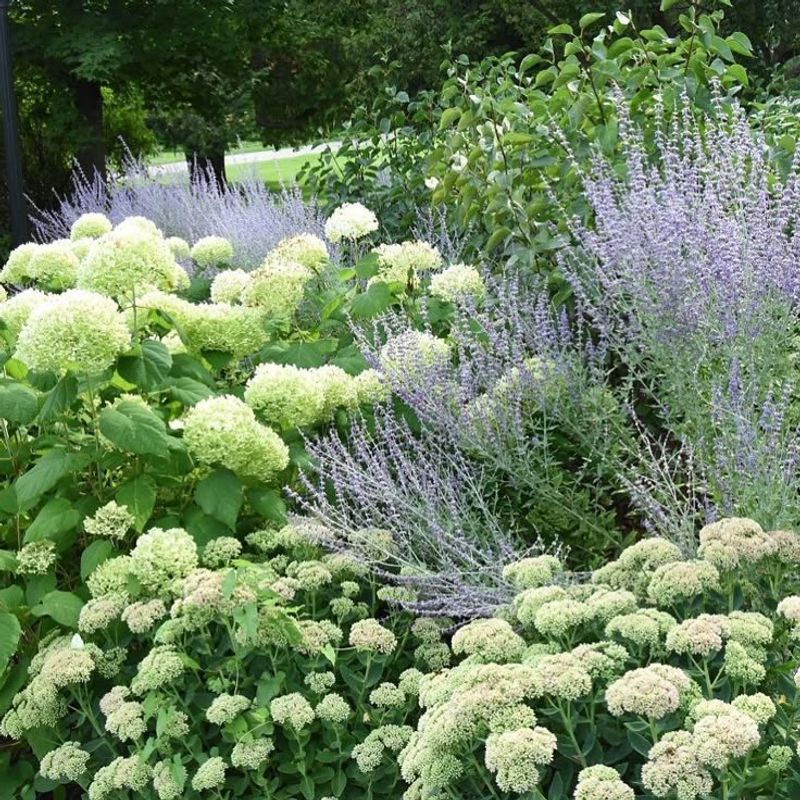 Russian Sage