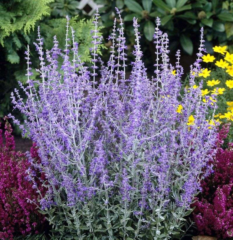 Russian Sage
