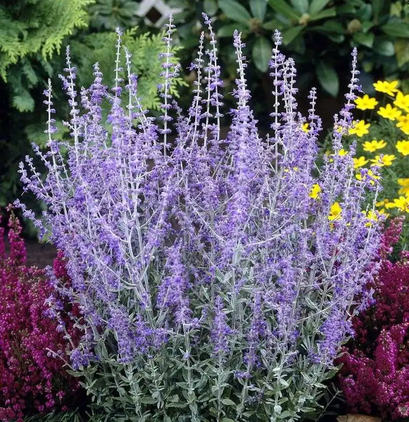 Russian Sage