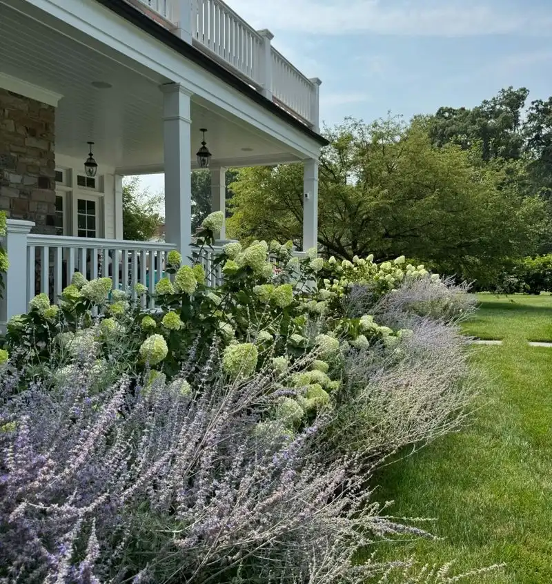 Russian Sage