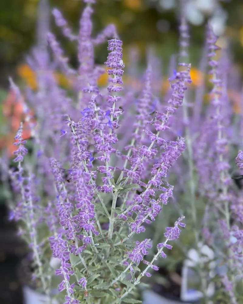 Russian Sage (Perovskia)