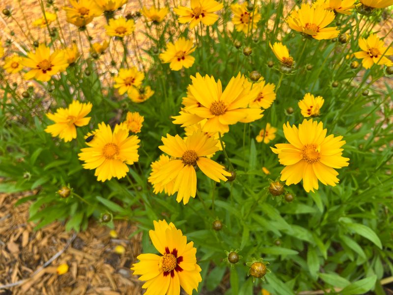 Coreopsis (Tickseed)