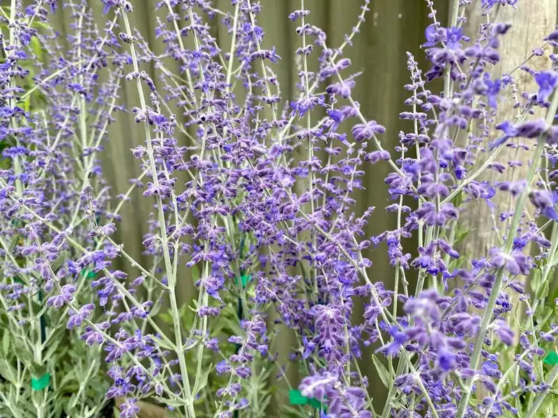 Russian Sage