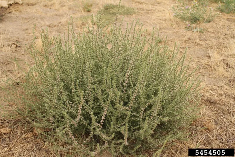 Russian Thistle