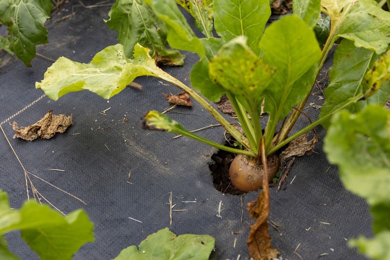 Rutabaga