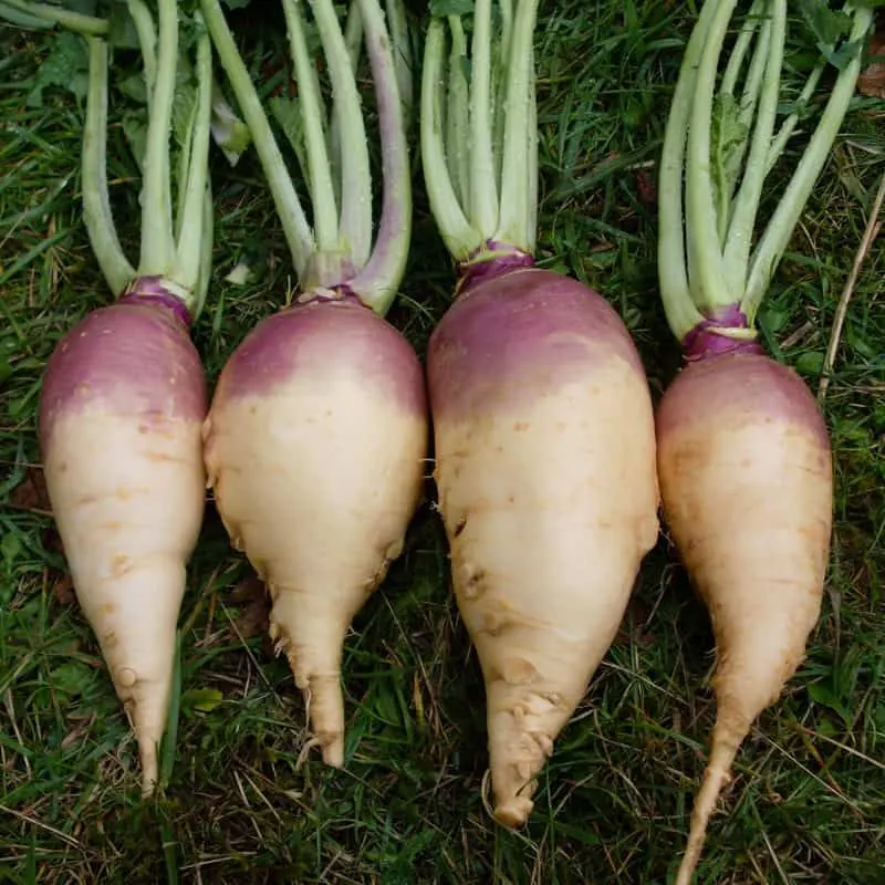 Rutabagas