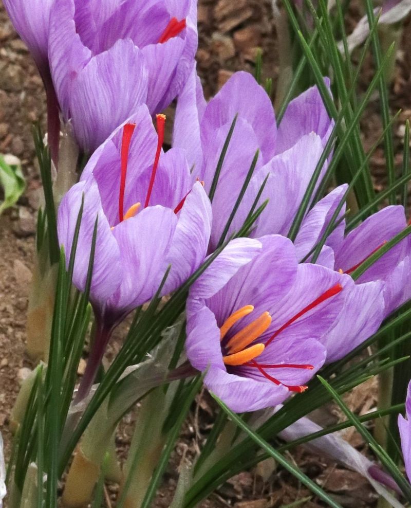 Saffron Crocus