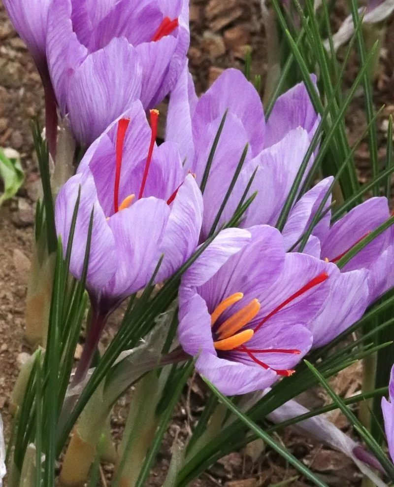 Saffron Crocus