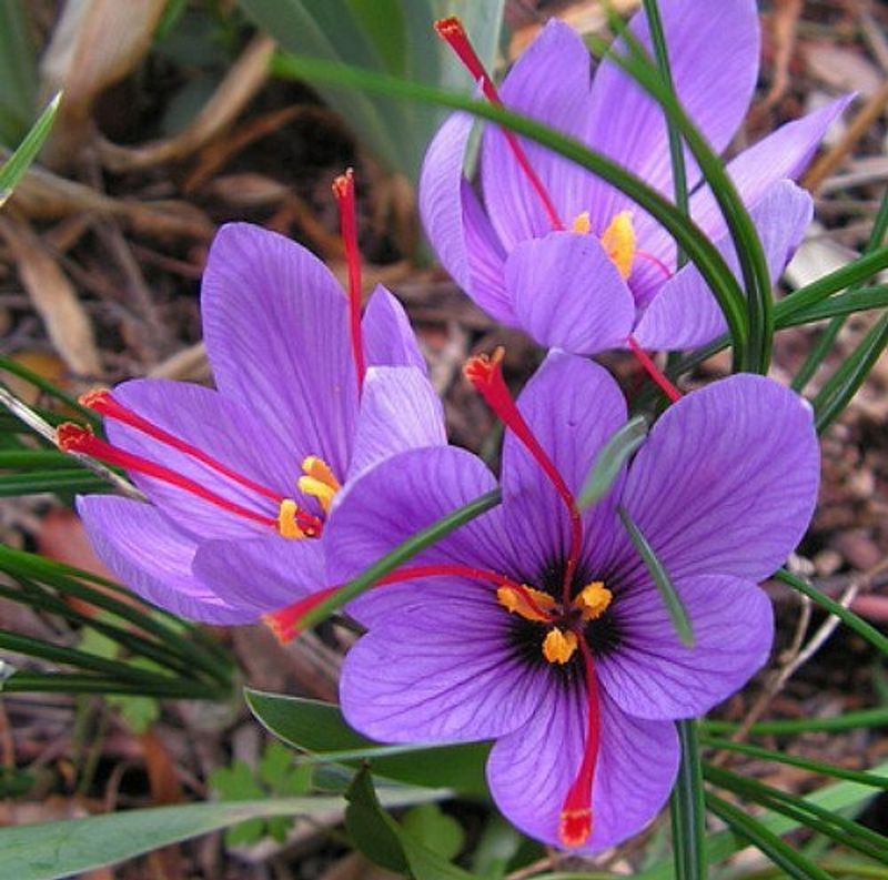 Saffron Crocus