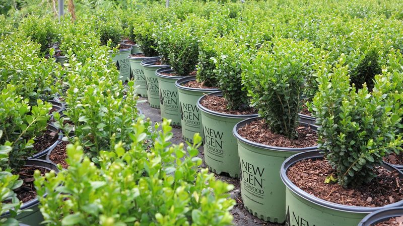 Boxwood