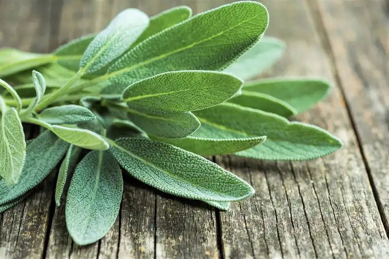 Sage