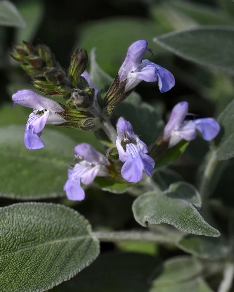 Sage