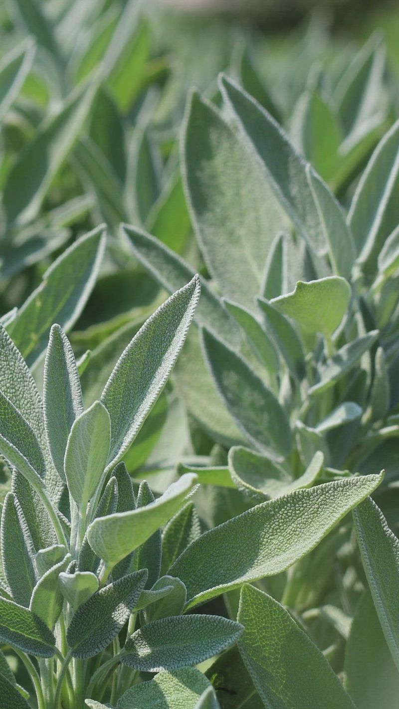 Sage