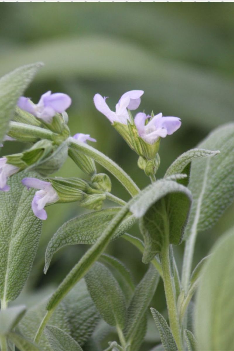 Sage