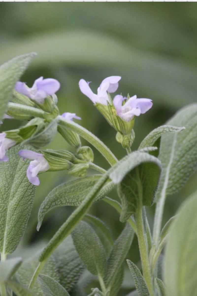 Sage