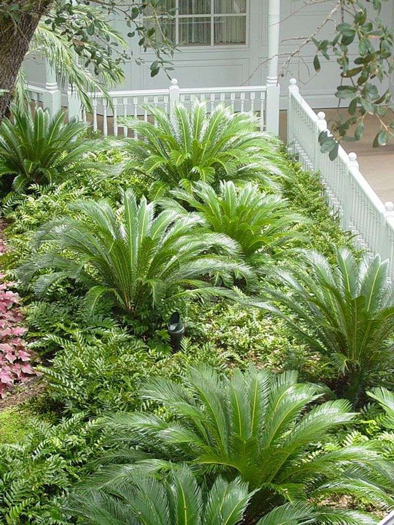 Sago Palm