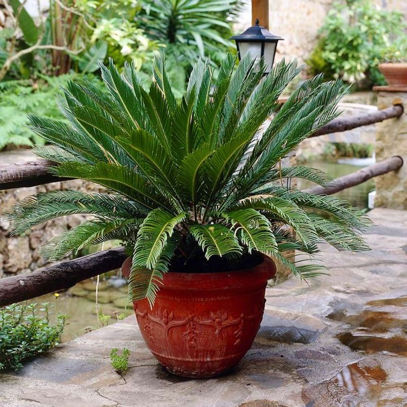 Sago Palm