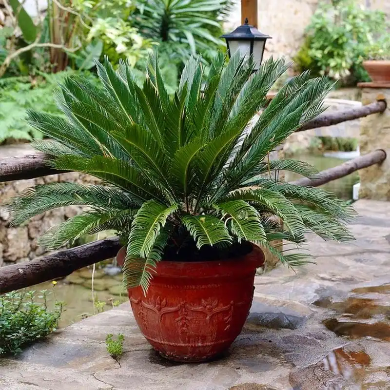 Sago Palm