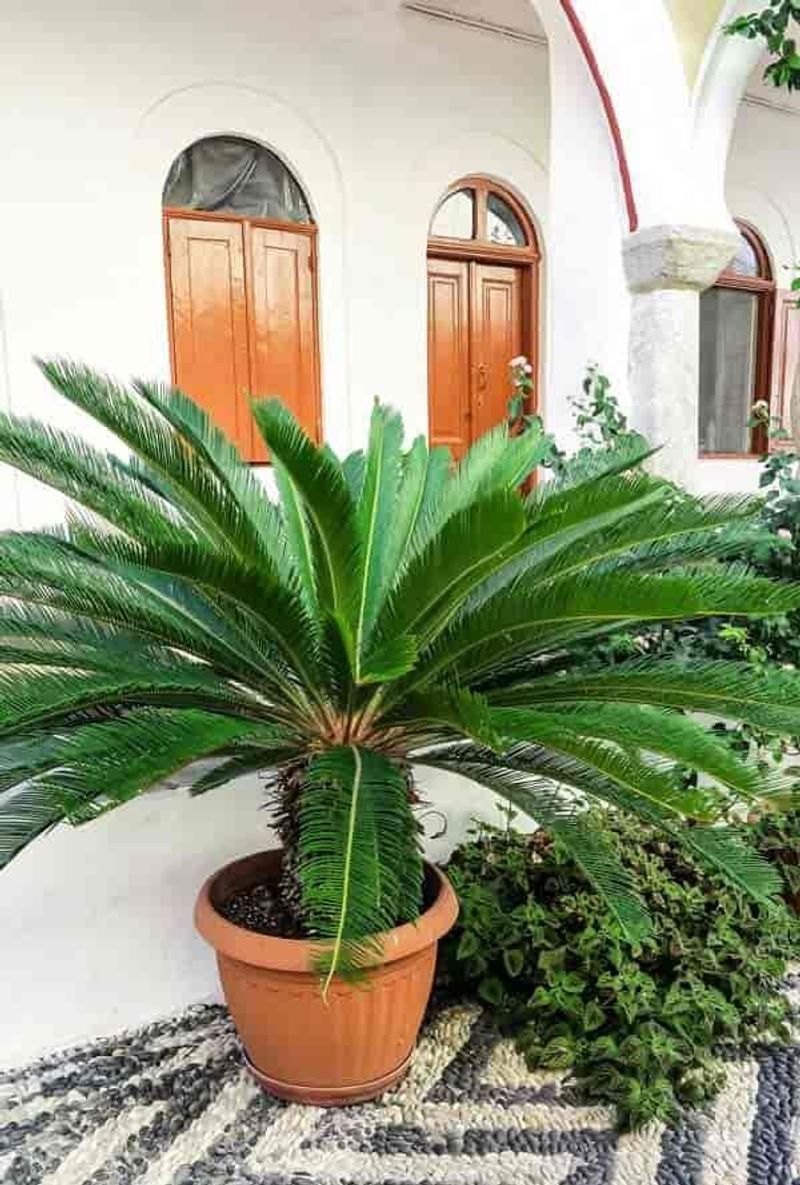 Sago Palm