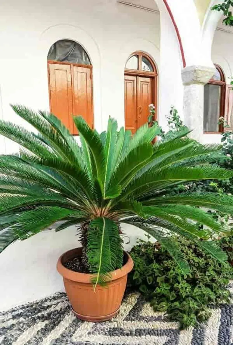Sago Palm