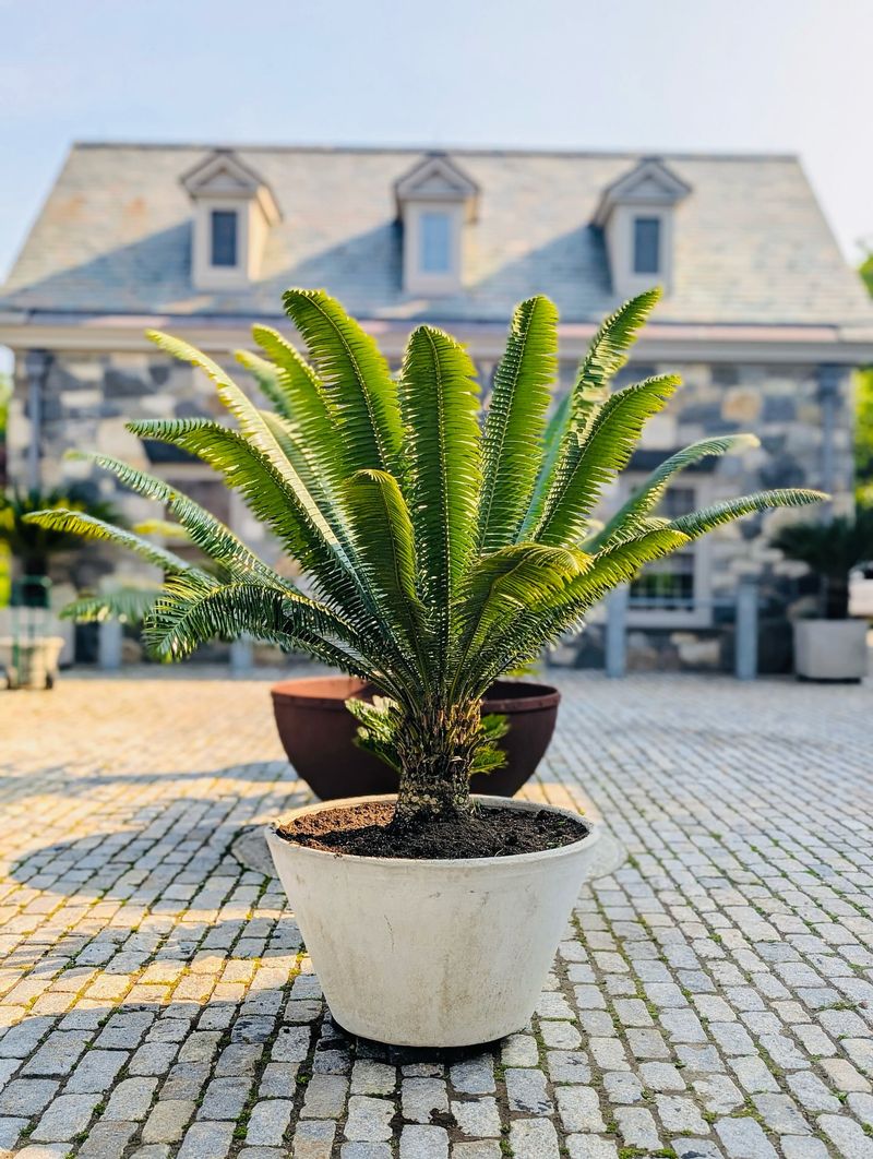 Sago Palm