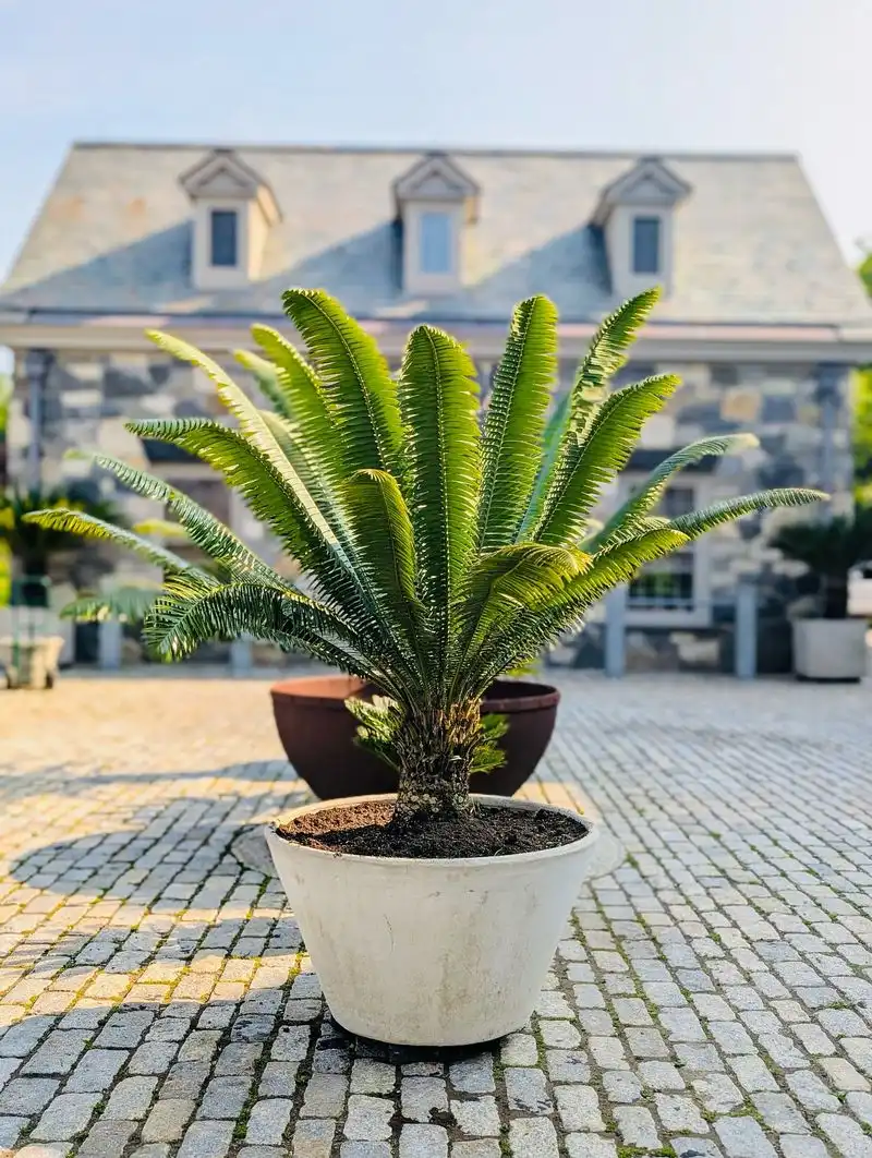Sago Palm