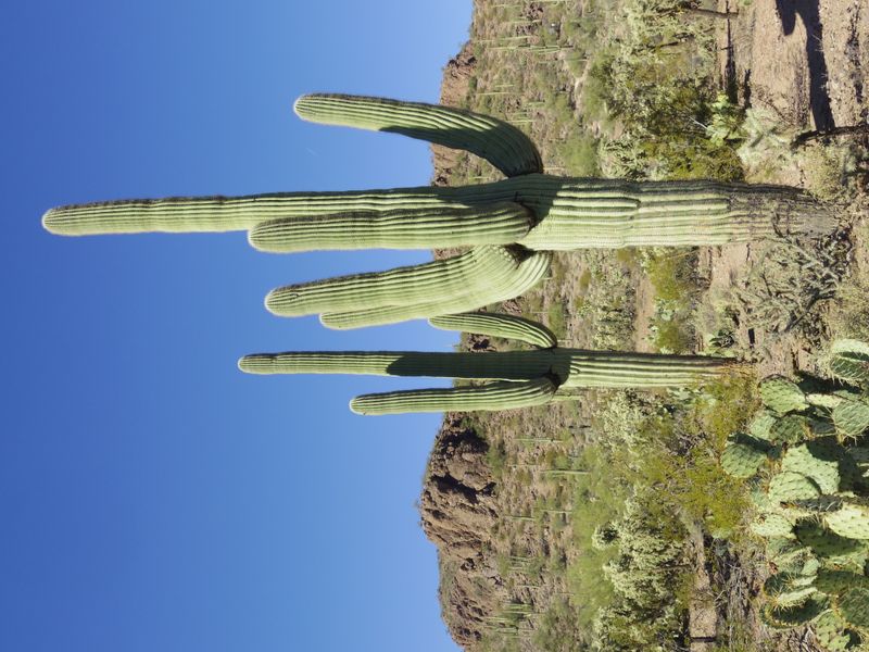 Saguaro Cactus