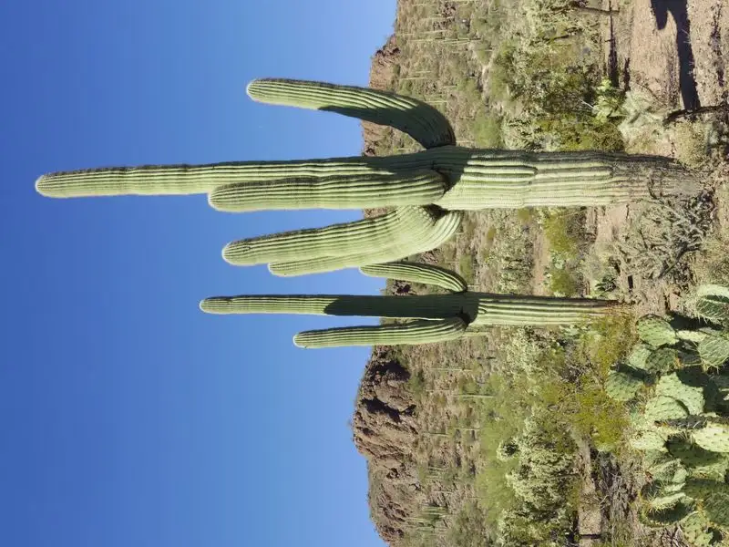 Saguaro Cactus
