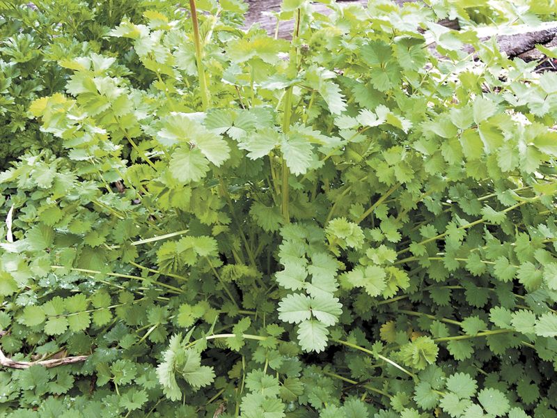 Salad Burnet