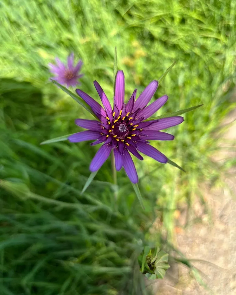 Salsify