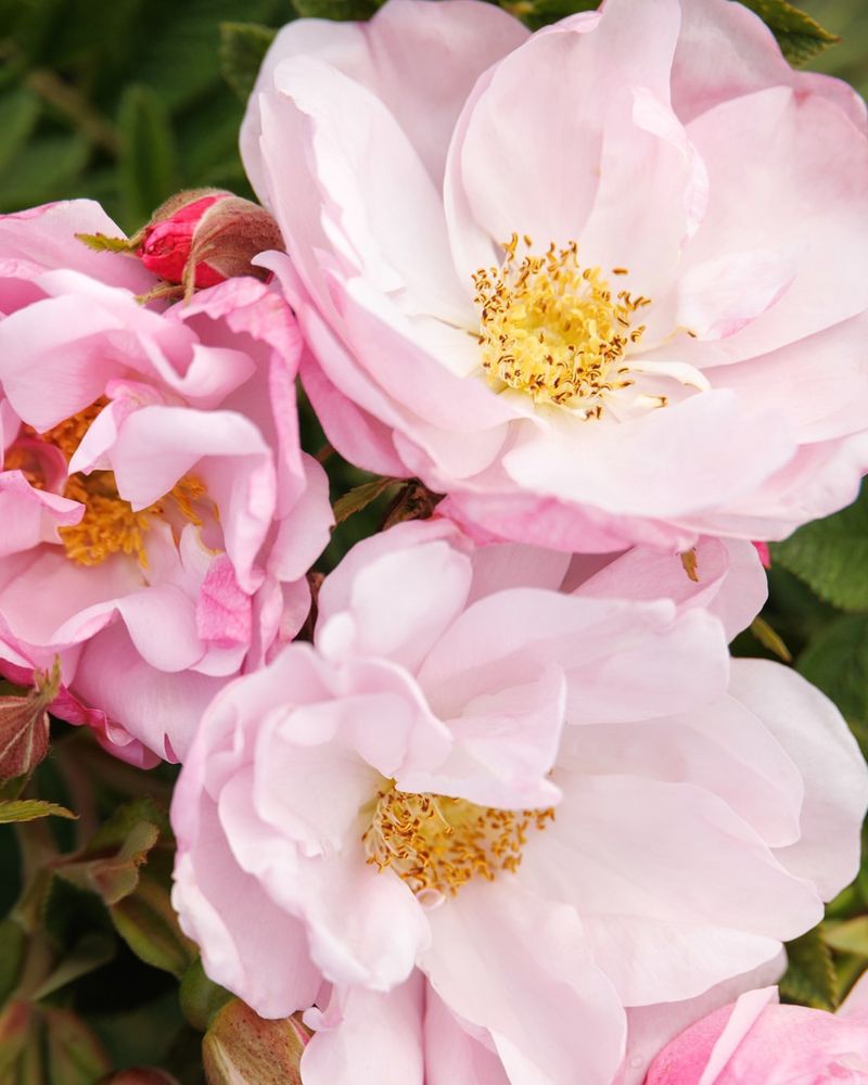 Salt Spray Rose