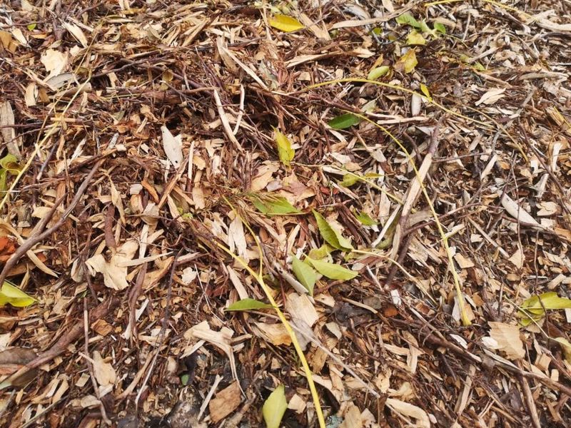 Covering with Mulch